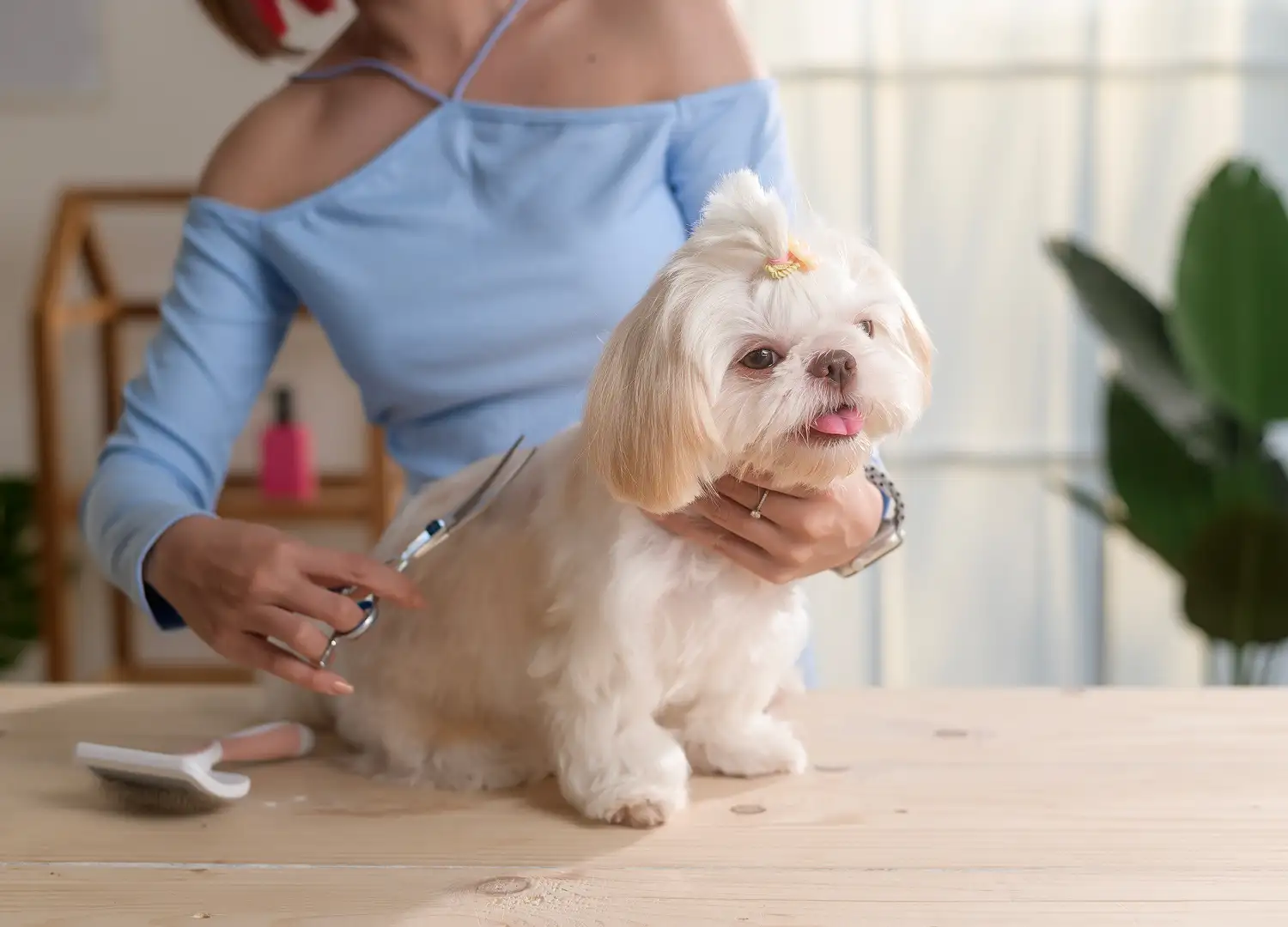 Pets and Pet Care